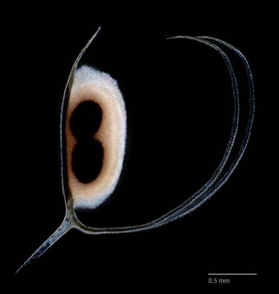 Photo of Daphnia similis by Ian Gardiner